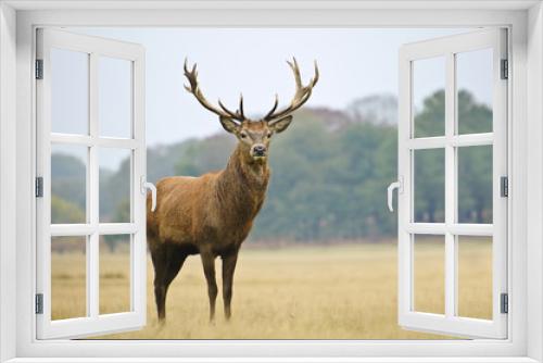 Fototapeta Naklejka Na Ścianę Okno 3D - Portrait of majestic red deer stag in Autumn Fall