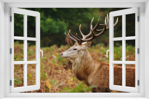 Fototapeta Naklejka Na Ścianę Okno 3D - Portrait of majestic red deer stag in Autumn Fall