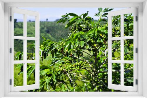 Fototapeta Naklejka Na Ścianę Okno 3D - Green coffee plant