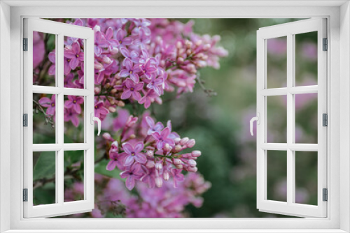 Fototapeta Naklejka Na Ścianę Okno 3D - Blossom lilac flowers in spring. Flowering lilac bush close-up on blurred background. Bouquet of purple flowers. Spring natural decoration. Romantic gift for woman. Space for banner selective focus.