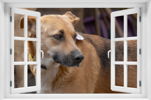 Fototapeta Naklejka Na Ścianę Okno 3D - closeup portrait sad homeless abandoned brown dog outdoor