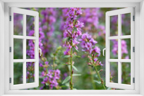 Fototapeta Naklejka Na Ścianę Okno 3D - ミソハギの花