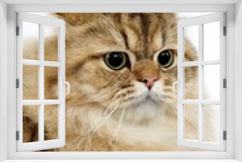 Fototapeta Naklejka Na Ścianę Okno 3D - GOLDEN PERSIAN CAT, PORTRAIT OF SCARED ADULT