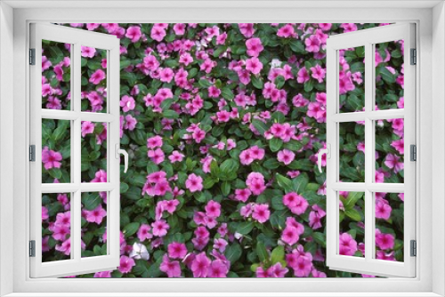 Fototapeta Naklejka Na Ścianę Okno 3D - FLOWERBED WITH PINK FLOWERS