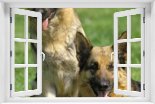 Fototapeta Naklejka Na Ścianę Okno 3D - GERMAN SHEPHERD DOG, PAIR STANDING ON GRASS