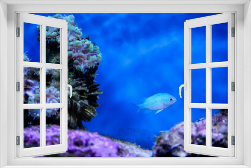 Fototapeta Naklejka Na Ścianę Okno 3D - Green chromis fish in a saltwater tank