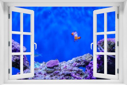Fototapeta Naklejka Na Ścianę Okno 3D - Snowflake clownfish in saltwater tank