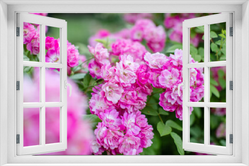 Fototapeta Naklejka Na Ścianę Okno 3D - Flowers roses on a Bush