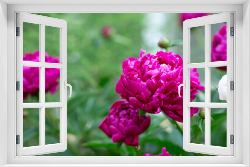 Fototapeta Naklejka Na Ścianę Okno 3D - Beautiful blooming peonies in the garden. Flowers background