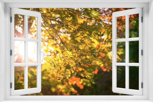 Fototapeta Naklejka Na Ścianę Okno 3D - Autumn background, tree branch in autumnal forest, bright warm sun light, golden autumn