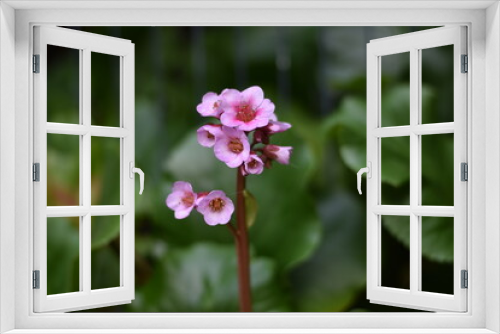 Fototapeta Naklejka Na Ścianę Okno 3D - Blüten einer Bergenie (Bergenia)