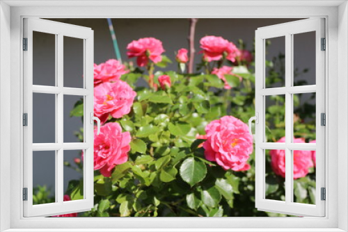 Fototapeta Naklejka Na Ścianę Okno 3D - Bright pink flowers blooming on a rose bush in the summer garden. 