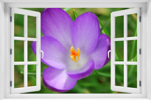 Fototapeta Naklejka Na Ścianę Okno 3D - purple crocus in the garden