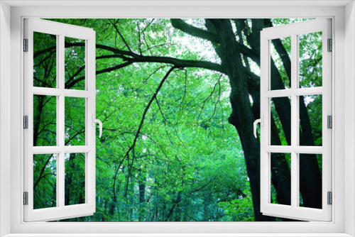 Fototapeta Naklejka Na Ścianę Okno 3D - The mystical rainy forest 