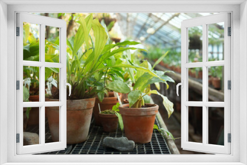 Fototapeta Naklejka Na Ścianę Okno 3D - Potted tropical plants in the hothouse