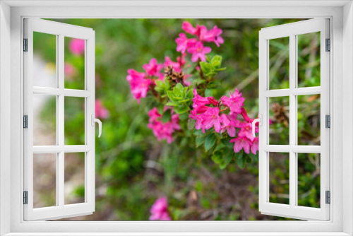 Fototapeta Naklejka Na Ścianę Okno 3D - Pinkish-red alpenrose flowers in Dolomites, Italy