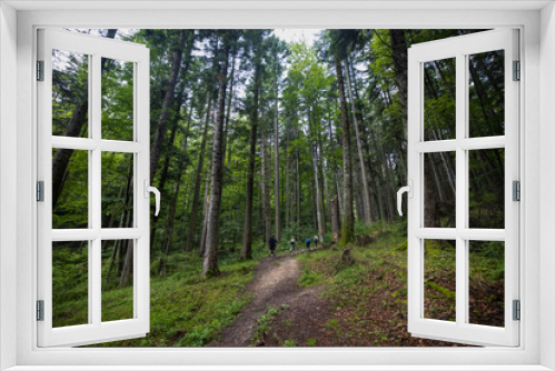 Fototapeta Naklejka Na Ścianę Okno 3D - tourist route through a forest of old pines