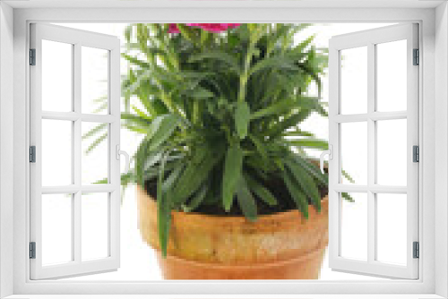 Fototapeta Naklejka Na Ścianę Okno 3D - Flowering dianthus in a pot