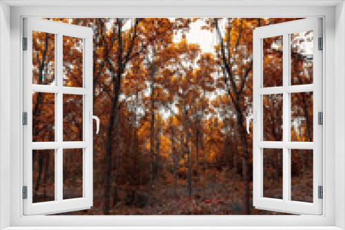 Fototapeta Naklejka Na Ścianę Okno 3D - Idyllic autumn forest, tall trees rise above me, experiencing a feeling of how small i really am. Beautiful colors of autumn