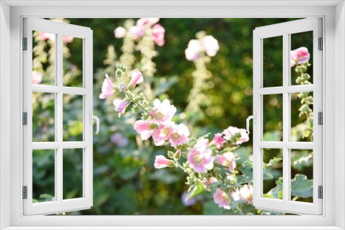 Fototapeta Naklejka Na Ścianę Okno 3D - Colorful flowers and morning sunshine	