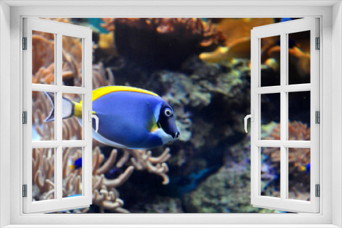 Fototapeta Naklejka Na Ścianę Okno 3D - Powder Blue Tang (Acanthurus leucosternon), swimming in clear water near coral reef, diving in Red sea