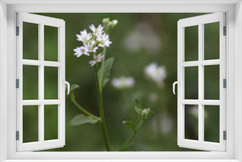 Fototapeta Naklejka Na Ścianę Okno 3D - Wild Flower