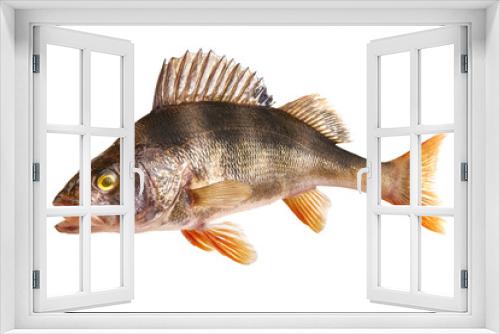 Fototapeta Naklejka Na Ścianę Okno 3D - Perch fish, (perca fluviatilis), predatory fish, isolated on white background