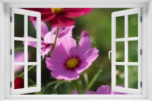Fototapeta Naklejka Na Ścianę Okno 3D - Light Pink Flower of Cosmos in Full Bloom
