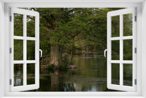 Fototapeta Naklejka Na Ścianę Okno 3D - cypress tree in the Comal river in New Braunfels, Texas