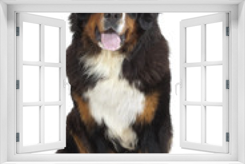 Fototapeta Naklejka Na Ścianę Okno 3D - chien assis de face en studio