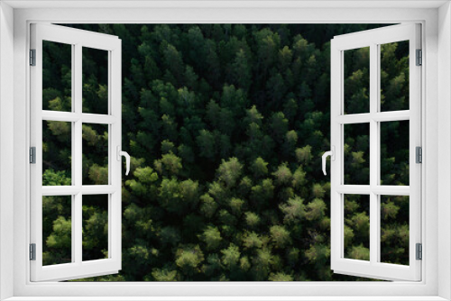 Fototapeta Naklejka Na Ścianę Okno 3D - Green forest from above the ground