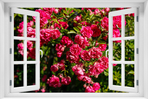 Fototapeta Naklejka Na Ścianę Okno 3D - beautiful pink roses in the garden