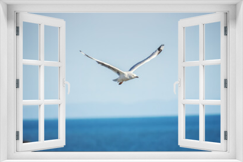 Fototapeta Naklejka Na Ścianę Okno 3D - typical seagull over the ocean