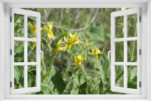 Fototapeta Naklejka Na Ścianę Okno 3D - yellow tomato plant blossoms