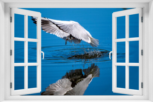 Fototapeta Naklejka Na Ścianę Okno 3D - ptaki mewa śmieszka udane polowanie