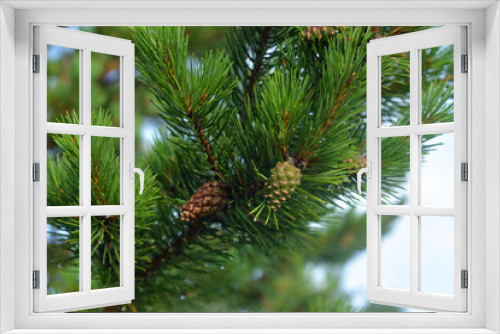 Fototapeta Naklejka Na Ścianę Okno 3D - Pine tree branch close up.