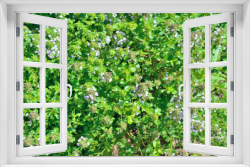 Fototapeta Naklejka Na Ścianę Okno 3D - Herb thyme (Thymus komarovii) 11
