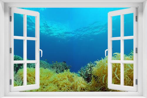 Fototapeta Naklejka Na Ścianę Okno 3D - Beautiful underwater world with coral reef and tropical fishes. Panglao, Bohol, Philippines. Travel vacation concept