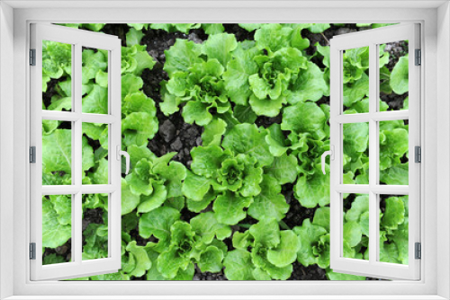 Fototapeta Naklejka Na Ścianę Okno 3D - lettuce vegetable salad growing in rural farmland