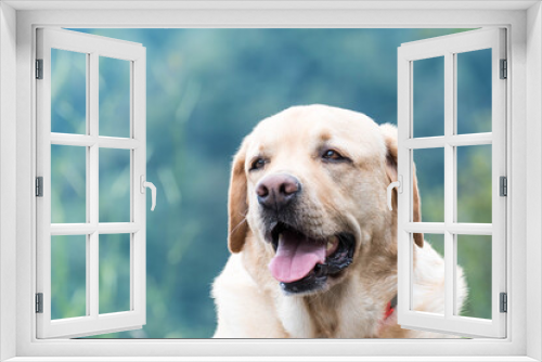 Fototapeta Naklejka Na Ścianę Okno 3D - Mirada de un perro Labrador 