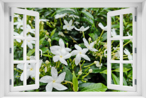 Fototapeta Naklejka Na Ścianę Okno 3D - crepe jasmine flower on soft focus blurred background