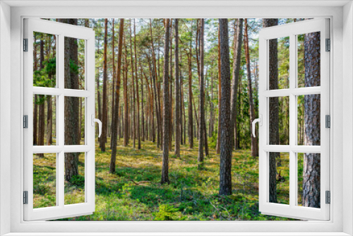 Fototapeta Naklejka Na Ścianę Okno 3D - Summer view of a Swedish pine tree forest with many tree trunks and berry plants on the forest ground.
