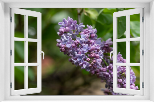 Fototapeta Naklejka Na Ścianę Okno 3D - Macro image of spring purple lilac flowers, abstract soft floral background.