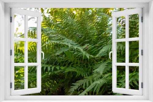 Fototapeta Naklejka Na Ścianę Okno 3D - Ornamental green fern in the shade
