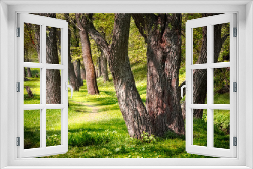 Fototapeta Naklejka Na Ścianę Okno 3D - the woods