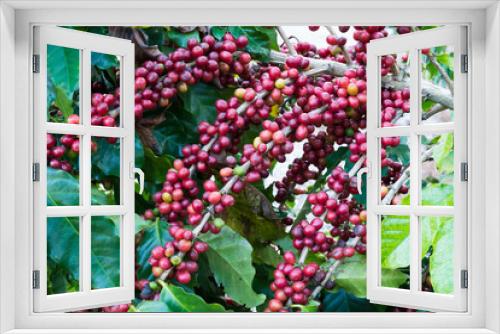 Fototapeta Naklejka Na Ścianę Okno 3D - Coffee beans on tree in farm
