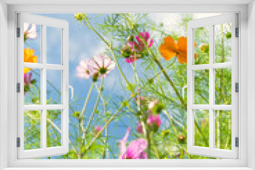 Fototapeta Naklejka Na Ścianę Okno 3D - Fresh Delicate Pink and White Cosmos Flowers