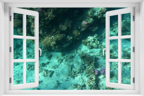 Fototapeta Naklejka Na Ścianę Okno 3D - Reef with lots of colorful corals and lots of fish in clear blue water in the Red Sea near Hurgharda, Egypt