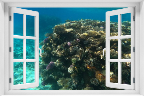 Fototapeta Naklejka Na Ścianę Okno 3D - Reef with lots of colorful corals and lots of fish in clear blue water in the Red Sea near Hurgharda, Egypt