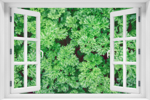 Fototapeta Naklejka Na Ścianę Okno 3D - A bed of fresh green parsley top view